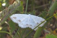 Scopula ornata