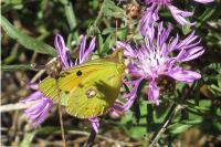 Colias crocea