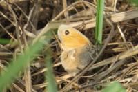 Coenonympha pamphilus