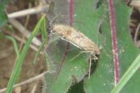 Nomophila noctuella