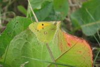 Colias crocea