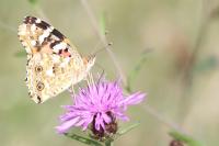 Vanessa cardui