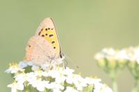 Lycaena phlaeas