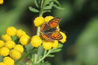 Lycaena phlaeas