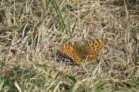 Issoria lathonia