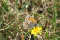 Coenonympha pamphilus