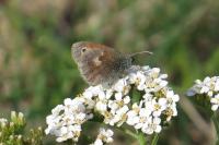 Coenonympha pamphilus