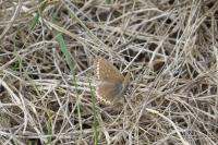 Polyommatus icarus