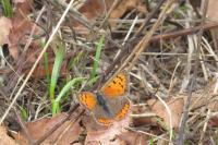 Lycaena phlaeas