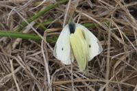 Pieris rapae