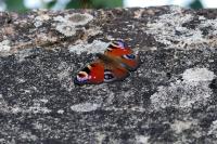 Aglais io