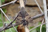 Macroglossum stellatarum