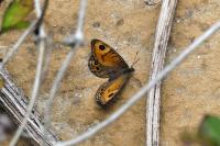 Lasiommata maera