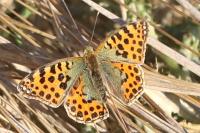 Issoria lathonia