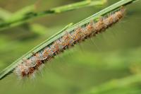 Lasiocampa quercus