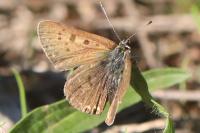 Lycaena tityrus