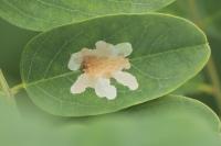 Parectopa robiniella