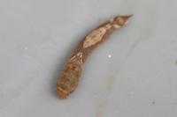 Watsonalla binaria