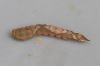 Watsonalla binaria