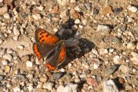 Lycaena phlaeas