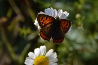 Lycaena phlaeas