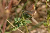 Polyommatus icarus