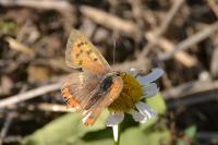 Lycaena phlaeas