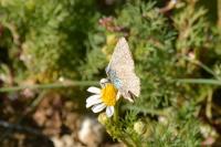 Polyommatus icarus