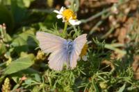 Polyommatus icarus