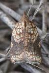 Acleris rhombana