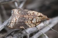 Acleris rhombana