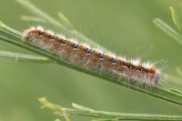 Lasiocampa quercus