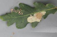 Tischeria ekebladella