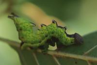 Notodonta dromedarius
