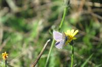 Polyommatus icarus