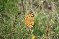 Vanessa cardui