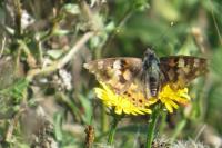 Vanessa cardui