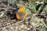 Lycaena phlaeas