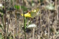 Colias alfacariensis