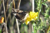 Autographa gamma
