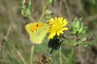Colias crocea