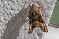 Phlogophora meticulosa