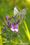 Anthocharis cardamines