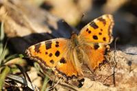 Nymphalis polychloros