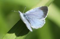 Celastrina argiolus