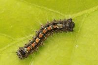 Lymantria dispar
