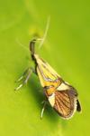 Alabonia geoffrella
