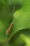 Nematopogon adansoniella