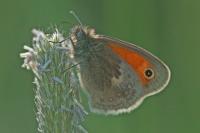 Coenonympha pamphilus