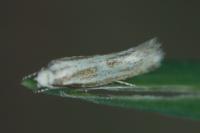 Elachista